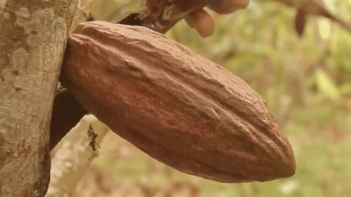 About half of the world's chocolate supply comes from cacao trees in Ghana and the Ivory Coast.
