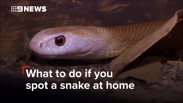 Snakes in a drain: spotted black snake found in Queensland public toilet, Snakes