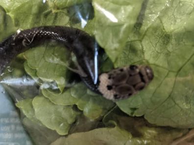 Sydney mum says her son found a baby snake in bag of lettuce allegedly bought from Aldi