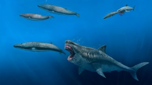 This illustration provided by J. J. Giraldo depicts a 16-meter (52-foot) Otodus megalodon shark predating on an 8-meter (26-foot) Balaenoptera whale in the Pliocene epoch, between 5.4 to 2.4 million years ago.