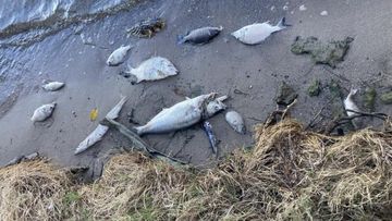 Hundreds of dead fish found washed up at Lake Macquarie.