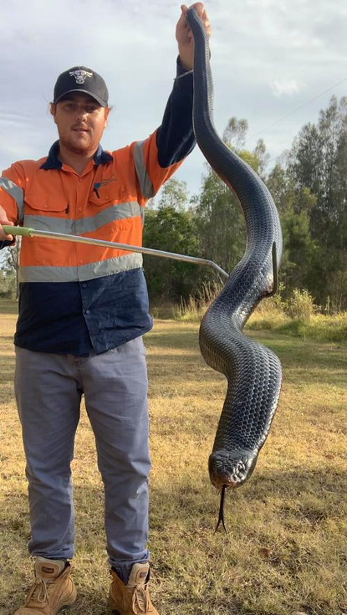 Huge 1.8-metre red-bellied black snake. Picture: Snake Catchers Brisbane 