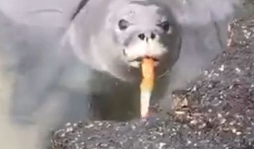 The seal can be seen swimming in a pool off a beach on Big Island while holding an orange fishing knife. 
