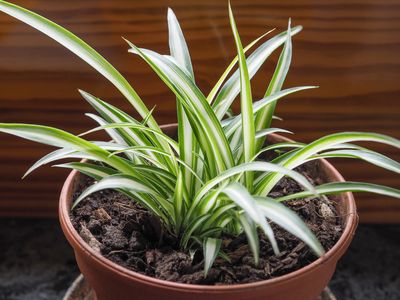 Spider plants