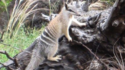 We've decoded the numbat genome – and it could bring the