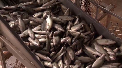 Humpty Doo Barramundi will become just the second Northern Territory project to receive funds from the Northern Australia Infrastructure Facility (NAIF). Picture: 9NEWS.