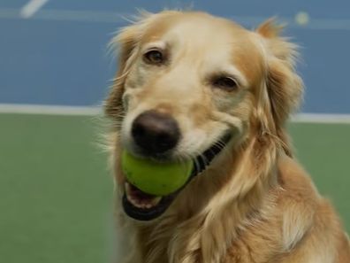 ManyPets tries to replace ball boys with dogs.