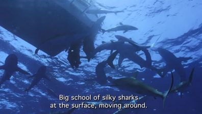 A big school of silky sharks blocked the path back to the boat.