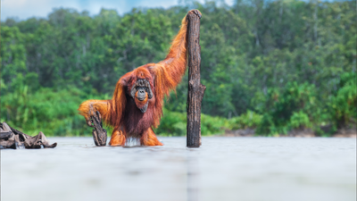 'Bornean Orangutan': Gold Winner - Animals in their Habitat 