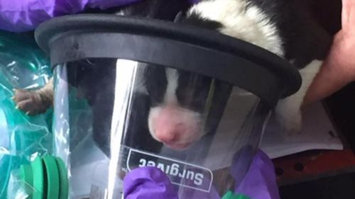 UK firefighters save puppies from barn fire with specially designed oxygen masks 