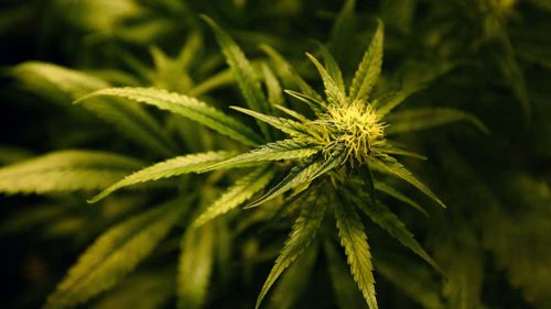 Medicinal cannabis laws passed in Queensland