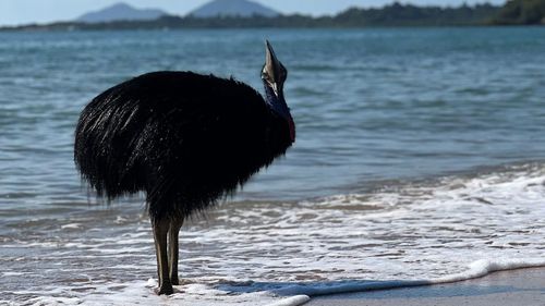 Cassowary swimming in Queensland