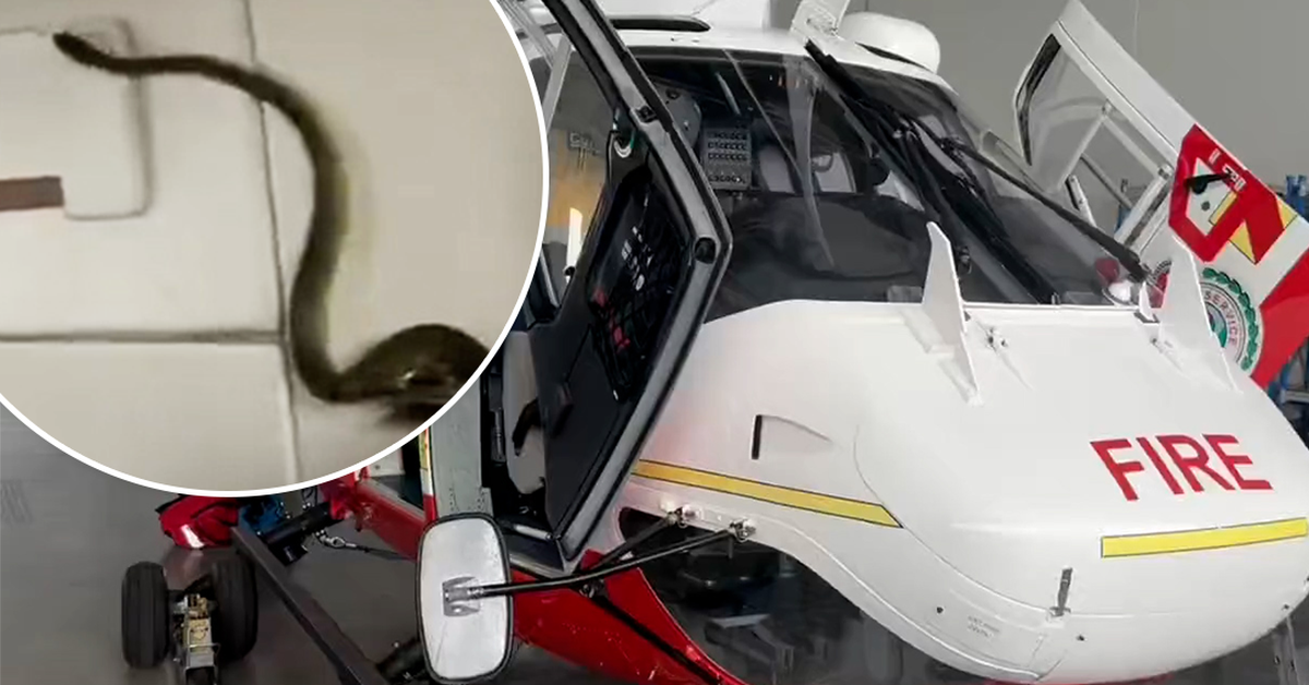 Snake found attempting to catch ride in NSW RFS helicopter – 9News