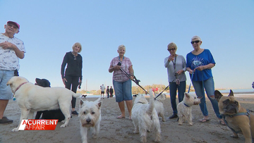 Dog walking group barking mad at council's plan to ban pets on beach