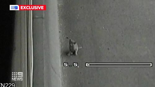 , Kitten saved from busy Sydney motorway tunnel by &#8216;angel in fluro&#8217;, Indian &amp; World Live Breaking News Coverage And Updates