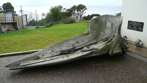 An enormous sperm whale skull has been stolen from Eden Killer Whale Museum on NSW's south coast.