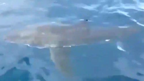 It's a sight not normally seen off Queensland beaches, but a Great White Shark has been spotted about eight kilometres off the coast of Surfers Paradise. 