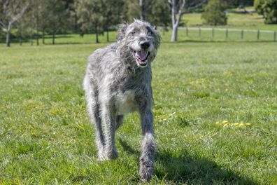 A happy Irish Wolfhound bounds up a grassed hill in a park