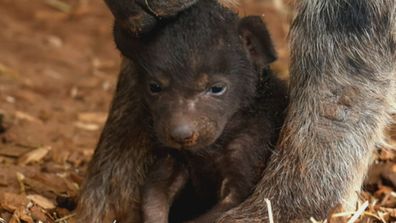 Monarto Safari Park has announced the birth of a Hyena cub.The arrival has been a secret since late August, to allow the little one to bond with 14-year-old mum Forest and 19-year-old dad Gamba.