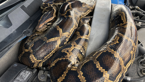 Wildlife officers were called to a business in Dania Beach, Florida, on October 30 to remove a 10-foot-long Burmese python from the car's engine compartment.  The snake had slipped under the hood of a Ford Mustang.