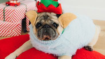 Beautiful pug wearing blue sweater and Elf ears and hat relaxing on red pillow under the Xmas tree on red wrapping gifts during cozy Christmas at home