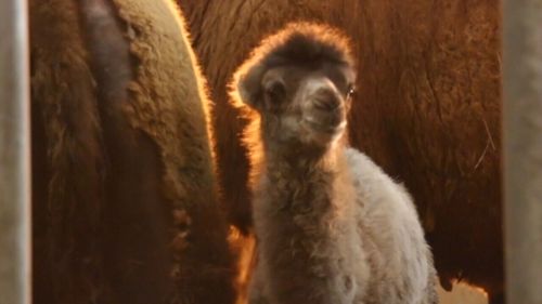 The newborn calf was born on the same day as the new prince. (Blackpool Zoo)