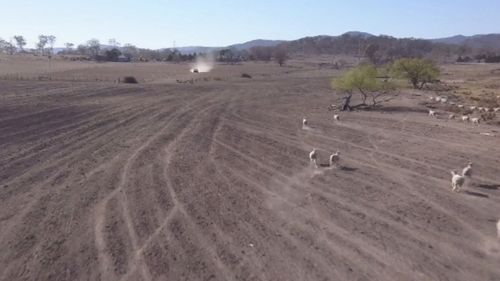 Drought Tenterfield