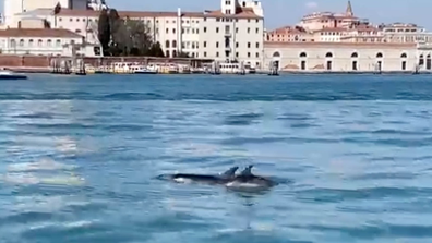 Dolphins swim past the back of the famous Salute church in Venice.