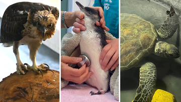 Behind the scenes at Taronga&#x27;s Wildlife Hospital.