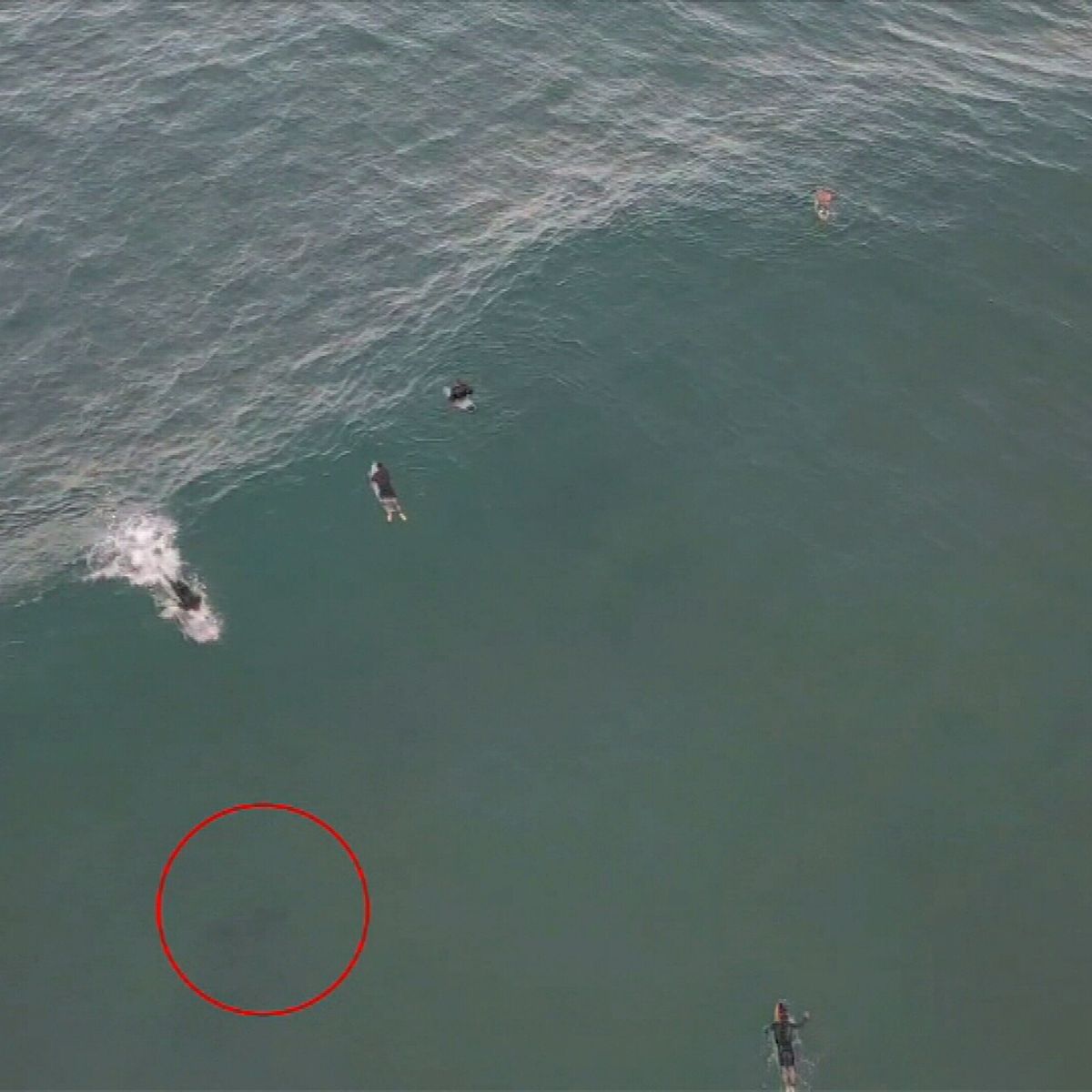 Shark Swims Beneath Gold Coast Surfers On Drone Footage
