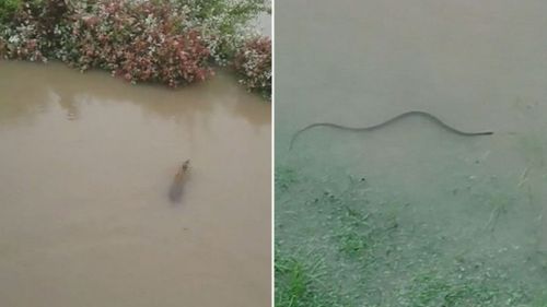 A wallaby and snake are seen battling the flood waters. (Supplied)
