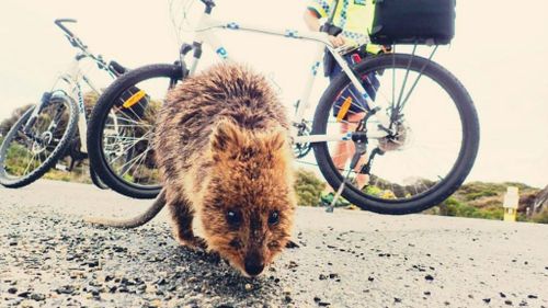 Teenager charged and evicted from Rottnest Island over quokka kick