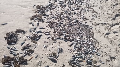 Thousands of dead fish washed up onshore at Coral Bay in March 2022.