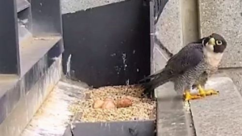 A falcon spotted on the top of a building in Collins Street in the Melbourne CBD was shocked by the earthquake.