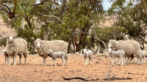 Farmer wants drought declared in South Australia.