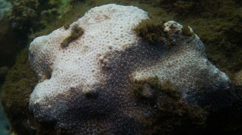 Coral bleaching in Sydney Harbour could lead to ecosystem collapse