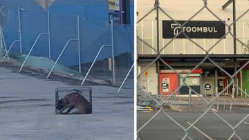 The guard dog pictured hunched in a cage on site at the former Toombul shopping centre.