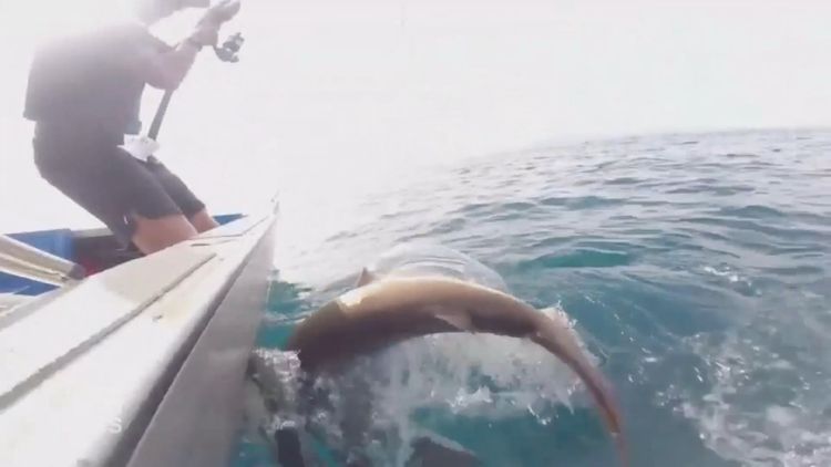 Aussie fishermen remove fishing hooks from shark's mouth - NZ Herald