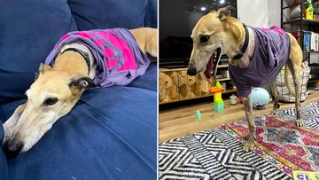 Ruby the greyhound was able to be treated by using gap only pet insurance.