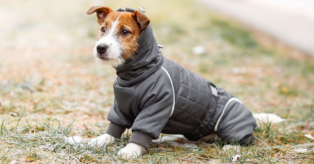 Everything you need to know about dogs and winter jackets: The breeds that actually need them and what features to look for in a coat
