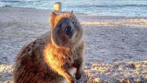 Quokkas are native to Rottnest Island where about 10,000 live a sheltered life free from predators. (Twitter: @RottnestIsland)