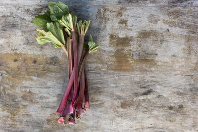 <strong>Rhubarb</strong>
