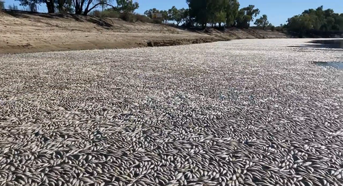 Locals believe 0ne million fish may have been killed at Menindee Weir near Broken Hill.