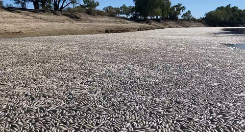 Les habitants pensent qu'un million de poissons ont peut-être été tués à Menindee Weir, près de Broken Hill.