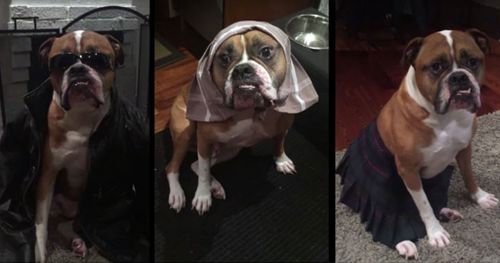 A dog sitter has dressed up beloved pet in hilarious costumes. (supplied)