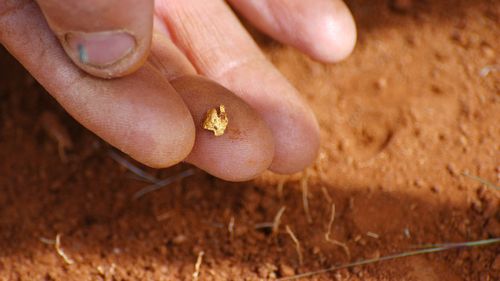 The hand of a gold prospector in the Australian bush taking a gold nugget he found with his metal detector on the red earth of Australia