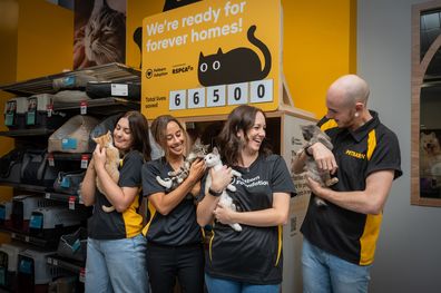 The Petbarn Foundation team and Petbarn Surry Hills staff with adoptable kittens.