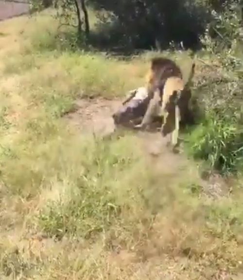 The lion stops for a moment and continues to drag him back by biting his neck. (Twitter)