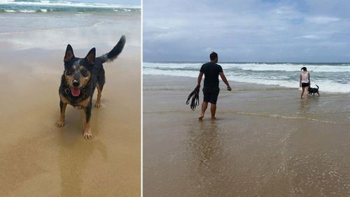 Buddy visits Noosa's dog beach. (Facebook/Buddy's Bucket List)