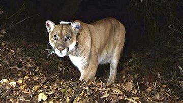 The mountain lion known as P-22, photographed in the Griffith Park area near downtown Los Angeles.